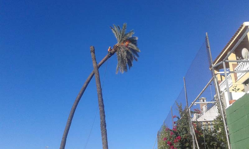 Tecniprune palmeras